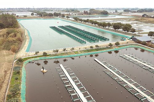 11月19日拍摄的织里镇恒鑫水产养殖专业合作社的湖蟹养殖基地(无