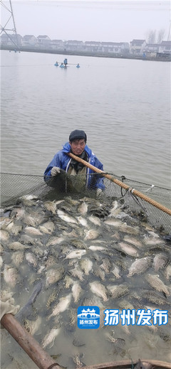 【乡村振兴】高邮农家女把“一条鱼”做成产业链,一年卖了3个亿