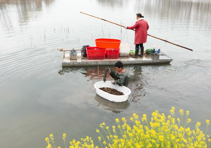 洪泽西顺河大力发展特种水产养殖助农增收致富