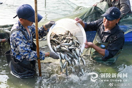 安徽张林渔业送鱼苗传技术 助力乡村振兴
