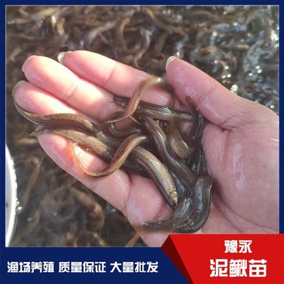 河北淡水泥鳅鱼鱼苗 泥鳅苗养殖基地水产销售